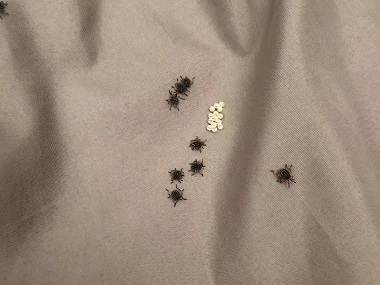 龙归除四害公司臭虫的危害防治措施